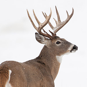 MeatEater's 365 Whitetail Coverage